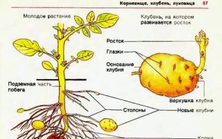 Картофель — Ботаническое описание и биологические особенности